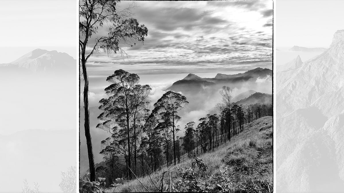 Eucaplytus on Perumal slope