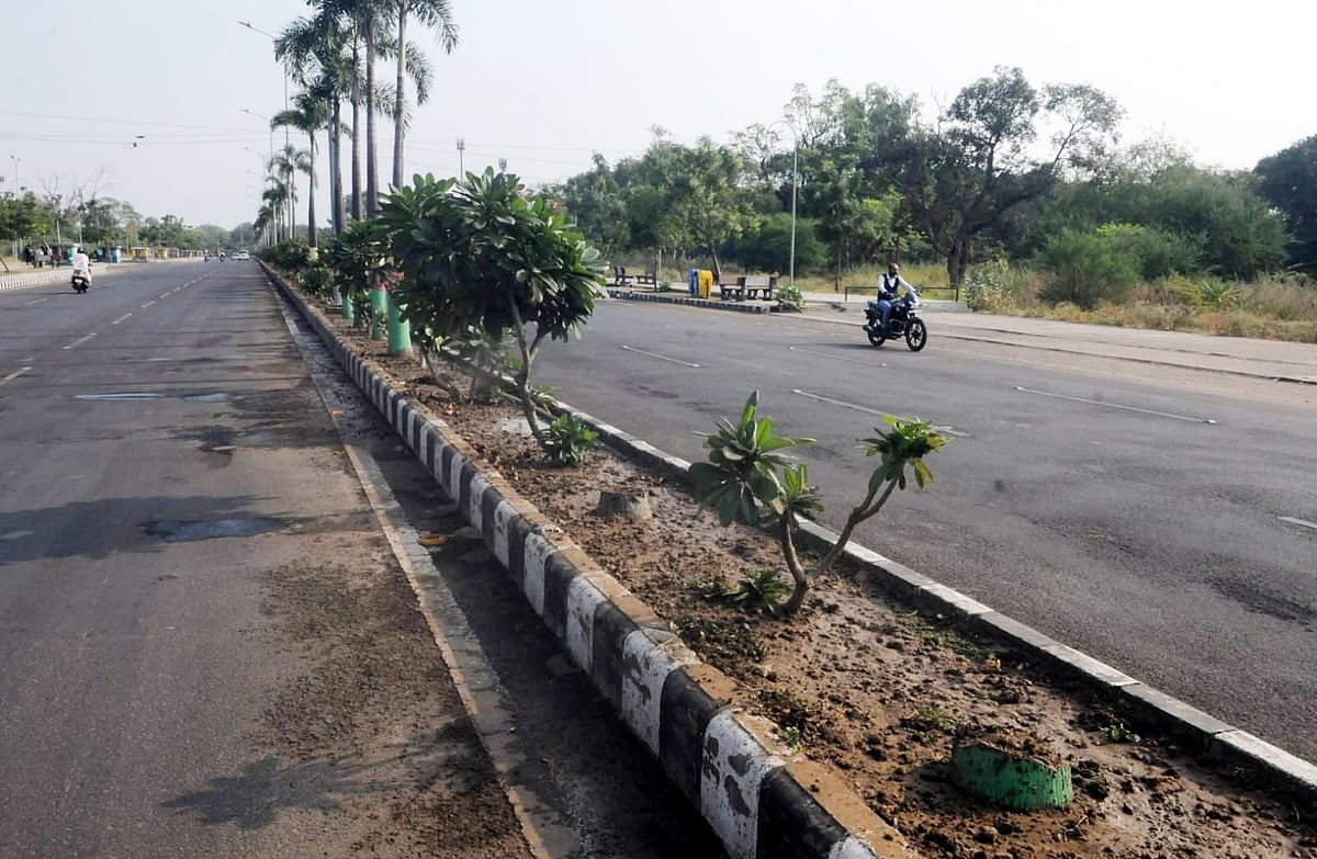 Bhopal: Ornamental Plants On Boulevard Street Left To Die 