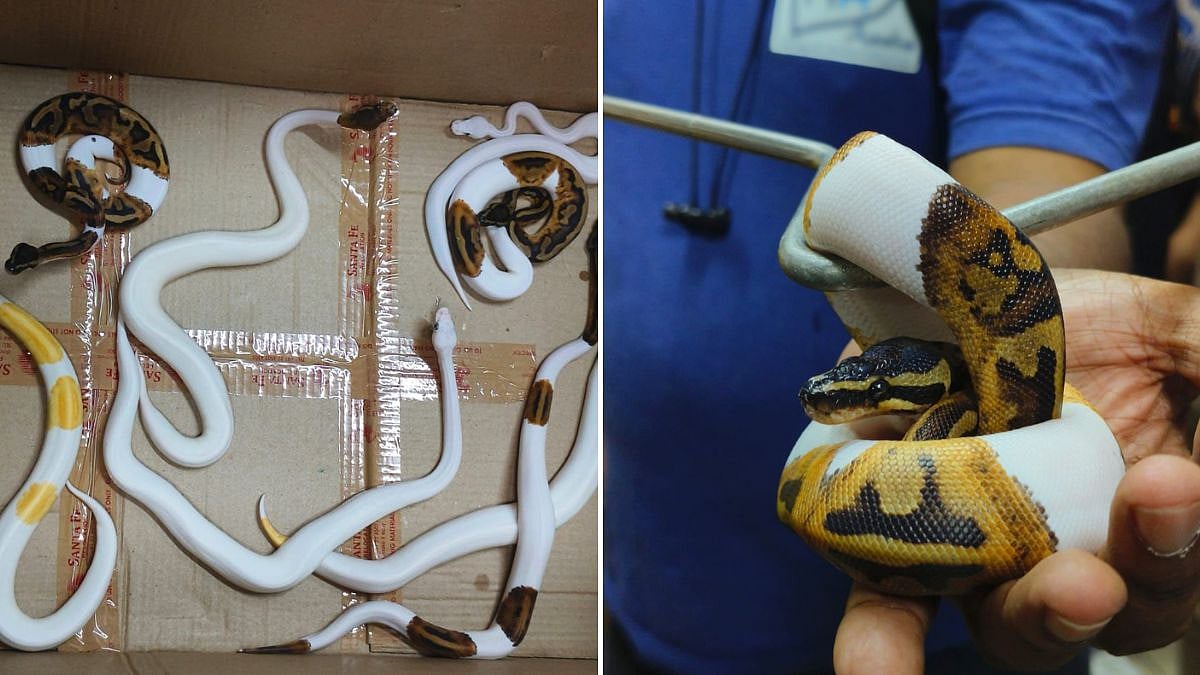 DRI Busts Wildlife Smuggling Syndicate At Mumbai Airport; Exotic Snakes Rescued