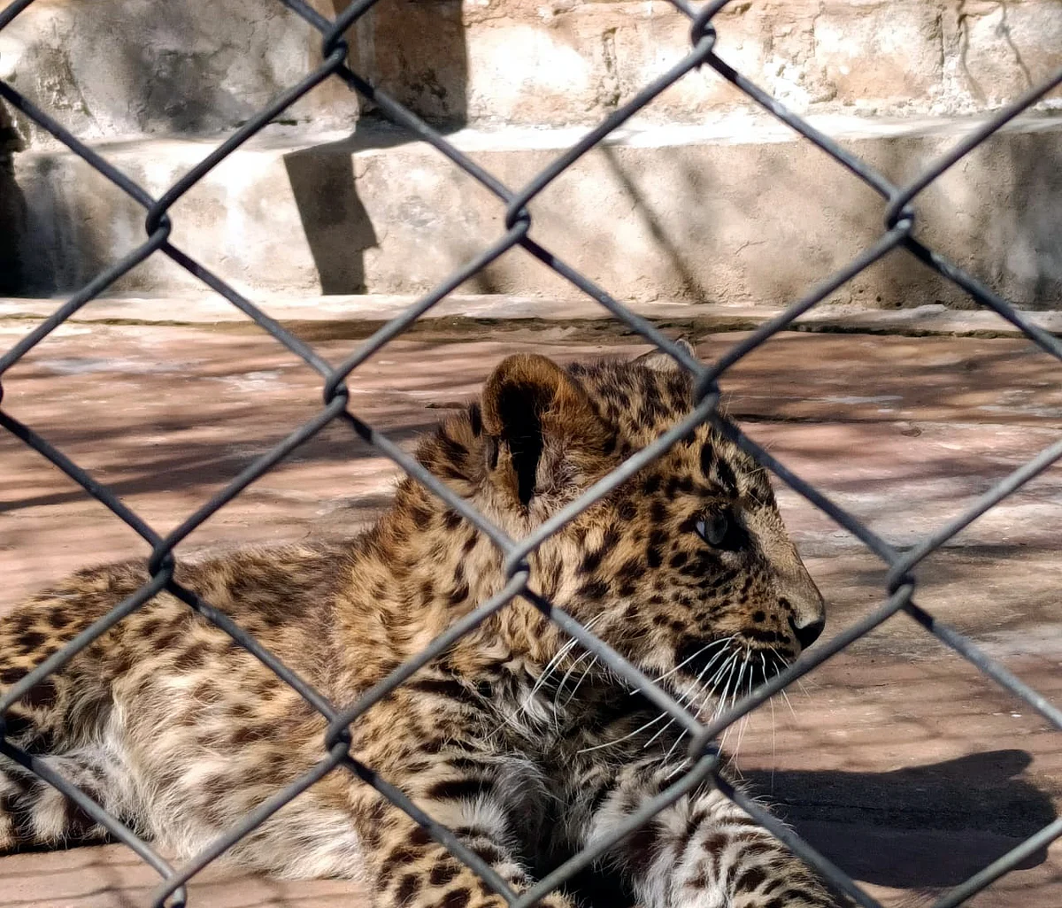 Leopard Cub Dies Of Pneumonia In Van Vihar