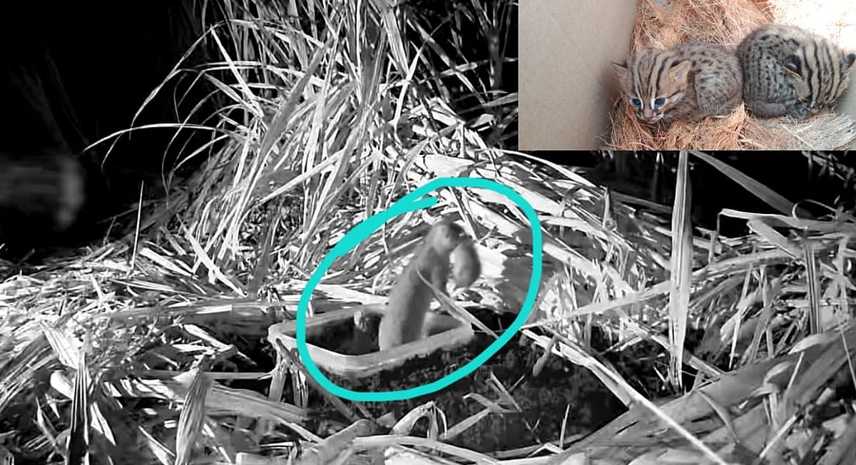 Mother Holding the kitten in her mouth 