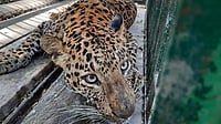 Leopard Attacks: Forest Dept Ordered to Act
