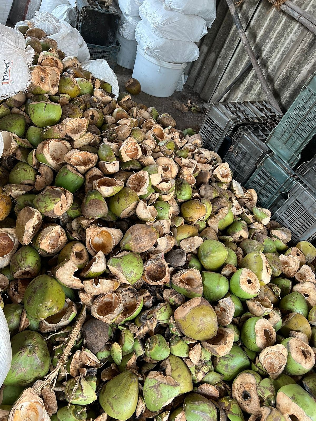  The trend of drinking tender coconut water increases during the summer season and so does the quantity of discarded shells, which are often seen littering street corners, becoming breeding ground for mosquitoes.   