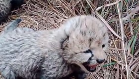 Kuno Cheetah Nirva’s 19-Month-Old Cub Dies After Suspected Close-Range Shooting In Morena