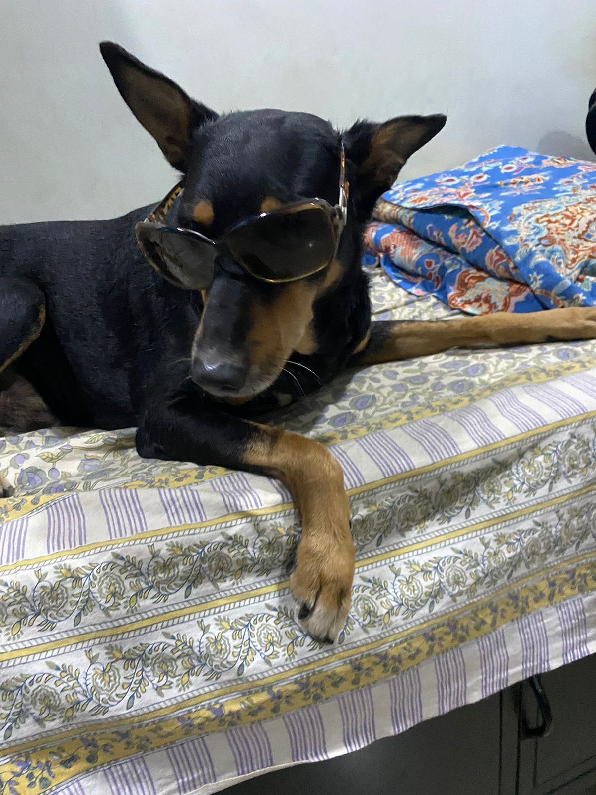 Casper, the deceased dog