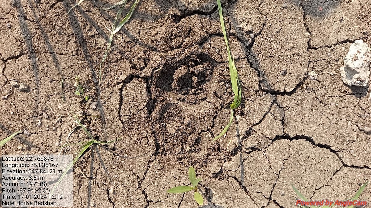 Pugmarks