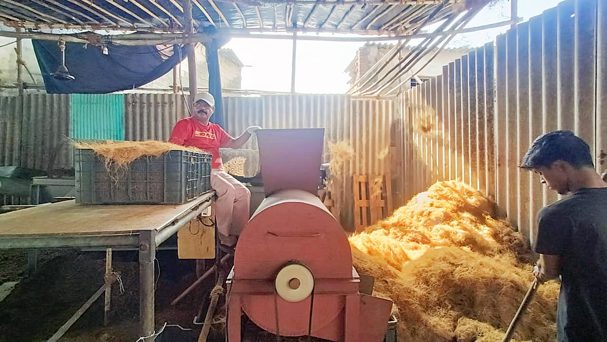Before the spinning process, the fibre is put through a willowing machine, which loosens it and makes it more flexible threads which are put together to produce bundles of string ropes.