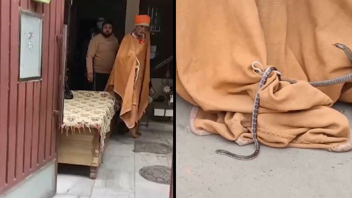 VIDEO: Panic Grips Family After 4 Cobra Breed Snakes Found In Their Jalandhar House