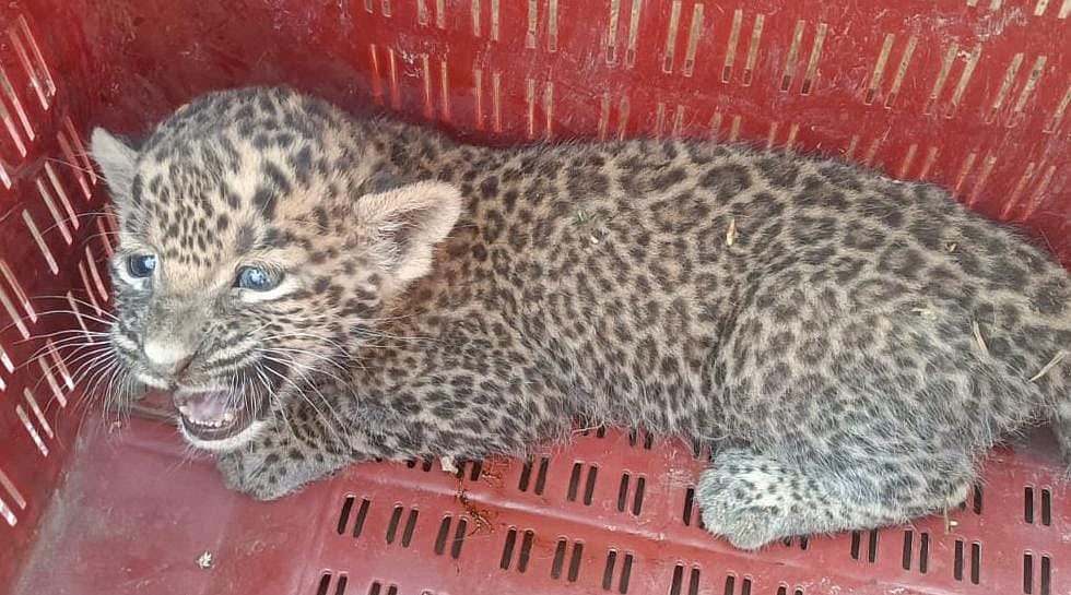 Nashik: Farmers Panic As Leopard Cubs Found In Sugarcane Fields