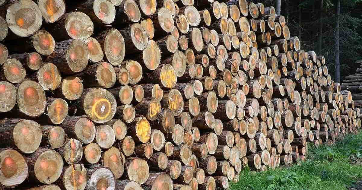 NGT Slams Bhopal Municipal Corporation for Illegal Tree Felling in Kolar, Orders Detailed Afforestation Report in Two Weeks