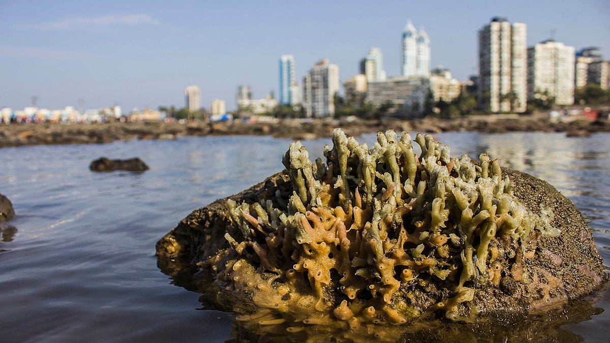 Exploring Mumbai's Hidden Marine Wonders: Coastwise Marine Festival Unveils A Month-Long Celebration Of Sea Life