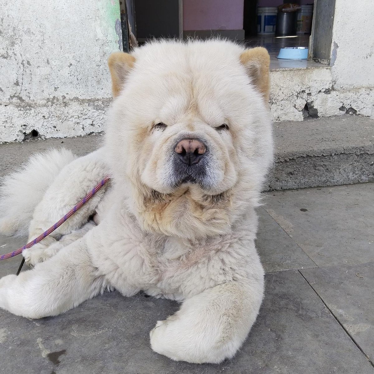 Pet dog of Chow Chow breed named Tofu