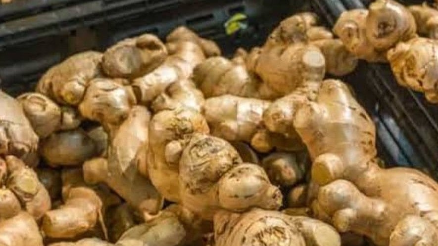 Madhya Pardesh: Ginger Designated As Barwani's Signature Crop Under ODOP 