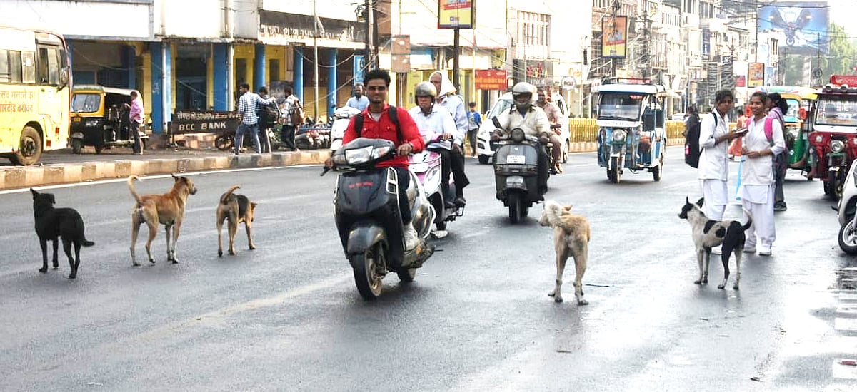 Bhopal: City Sees Over 100 Dog Bite Cases Daily As Heat Rages