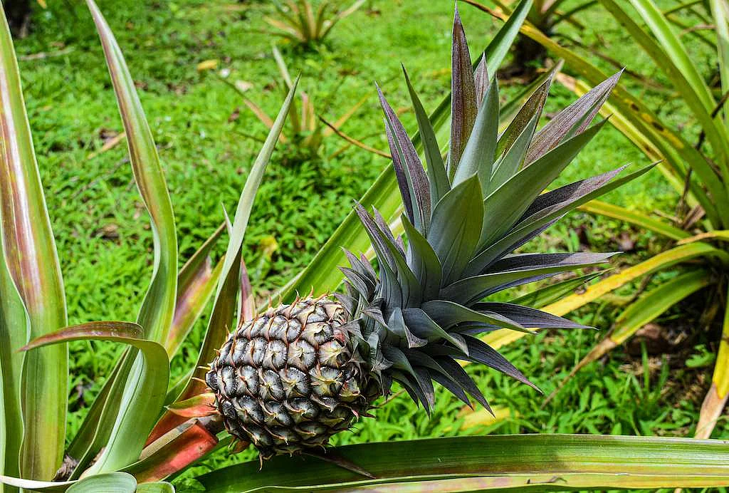 A private firm successfully grew this variety on 200 acres in partnership with local farmers, ensuring optimal quality and yield. The harvested pineapples were meticulously graded, sorted, packed, and stored in Panvel, Navi Mumbai.
