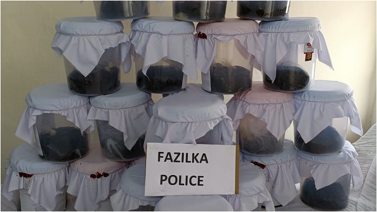 Punjab Police Make Major Bust: Seize 66 Kg Opium From Jharkhand Smugglers, Unveil ₹1.86 Crore Drug Network
