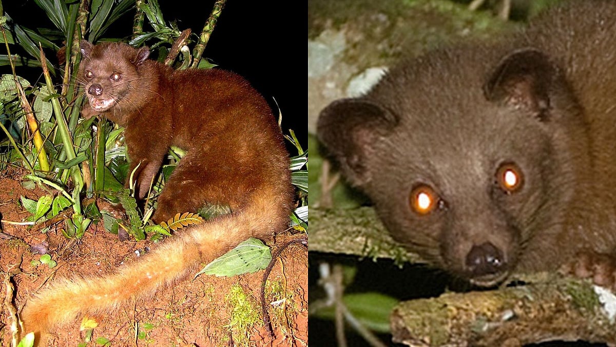 Rare Sighting: Brown Palm Civet Spotted In Koyna Wildlife Sanctuary | FPJ