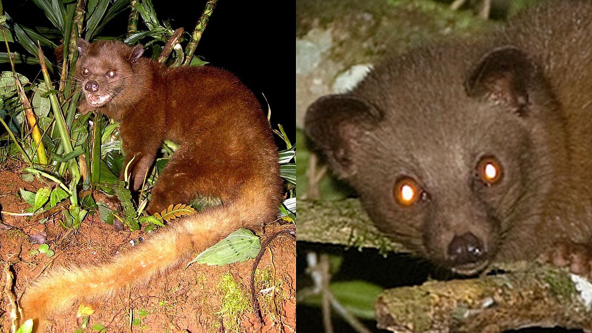 Rare Sighting: Brown Palm Civet Spotted In Koyna Wildlife Sanctuary | FPJ 