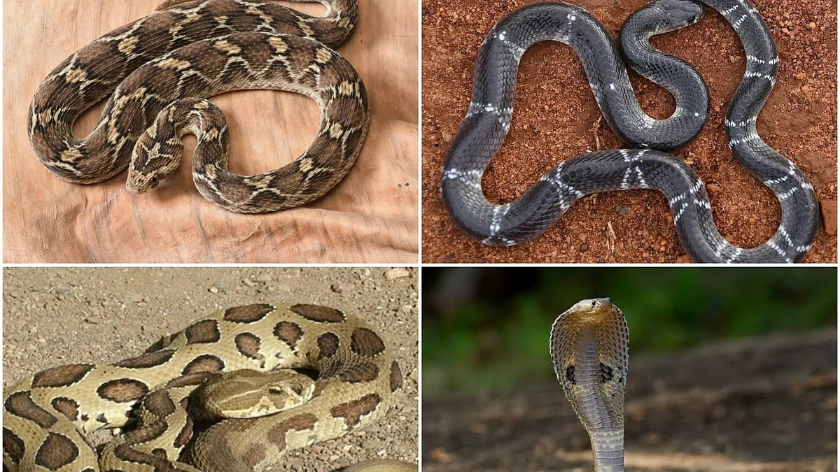 World Snake Day: Nashik Experts Advise on Identifying Venomous and Non-Venomous Species and Emergency Tips | 