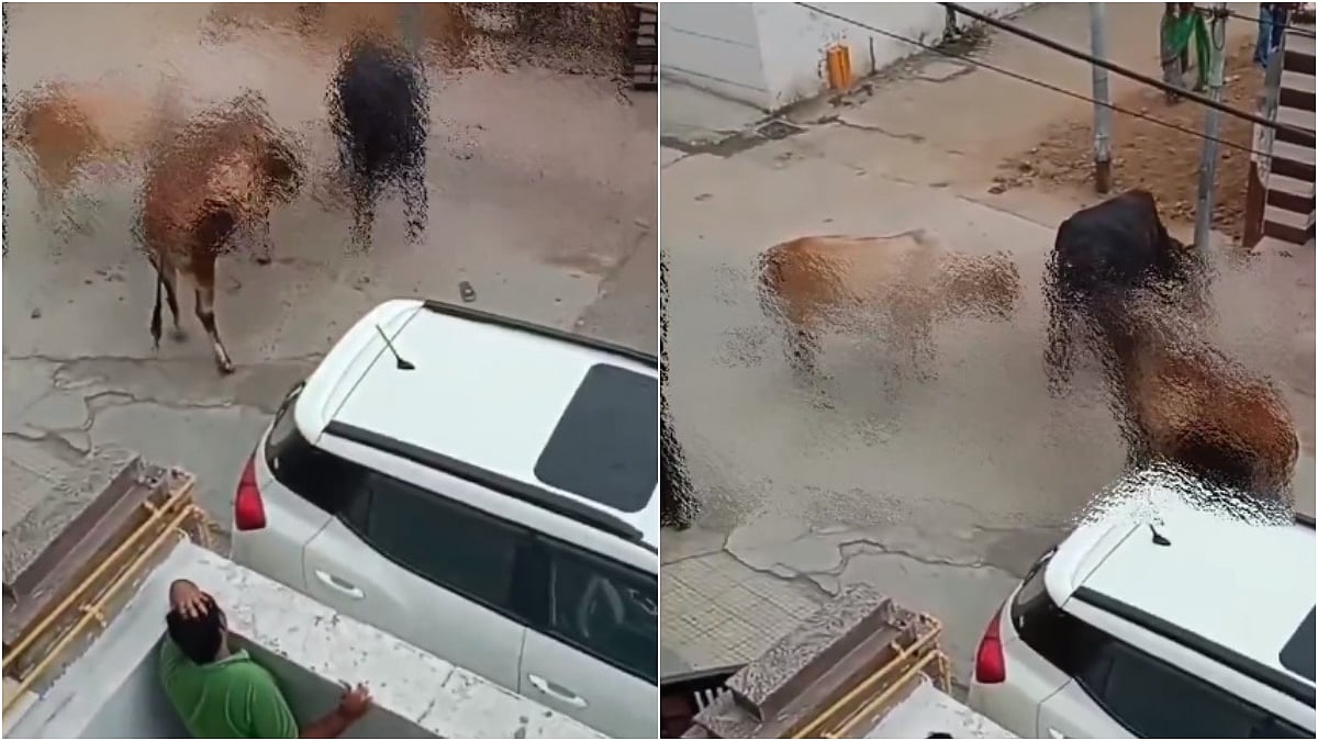 Terrifying VIDEO: 65-Year-Old Woman Trampled To Death By Stray Cow In Haryana | X