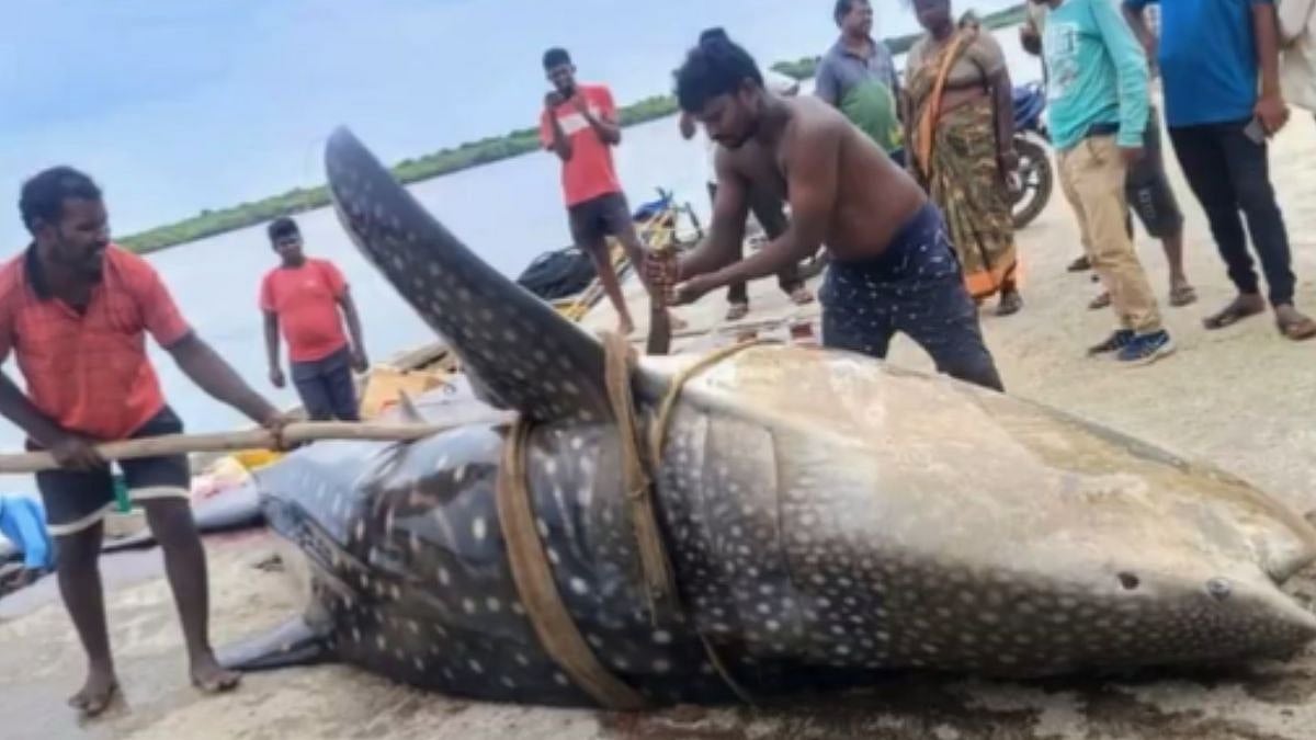 In Video: Massive Whale Sharks Accidentally Caught by Fishermen Near Machilipatnam in Andhra Pradesh | FPJ