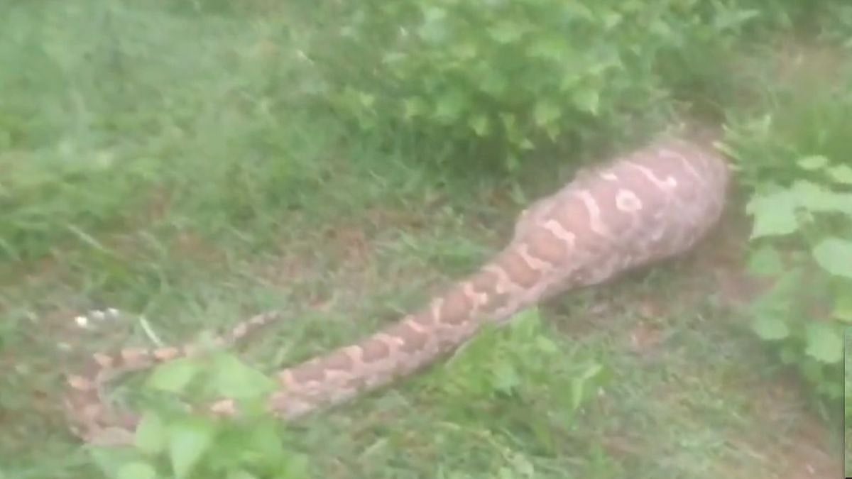 12-Ft-Long Python In Odisha's Berhampur | 