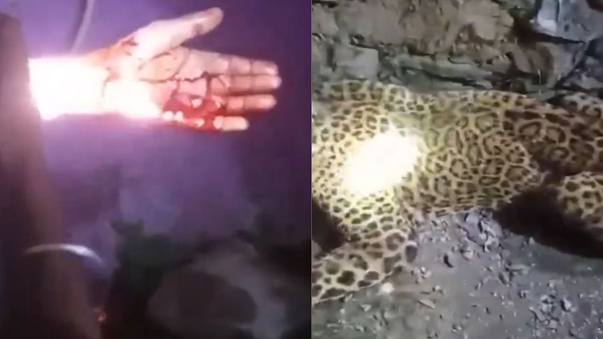 Terrifying VIDEO: Man Kills Leopard With Bare Hands In Uttarakhand's Tehri | Screengrab from X video 