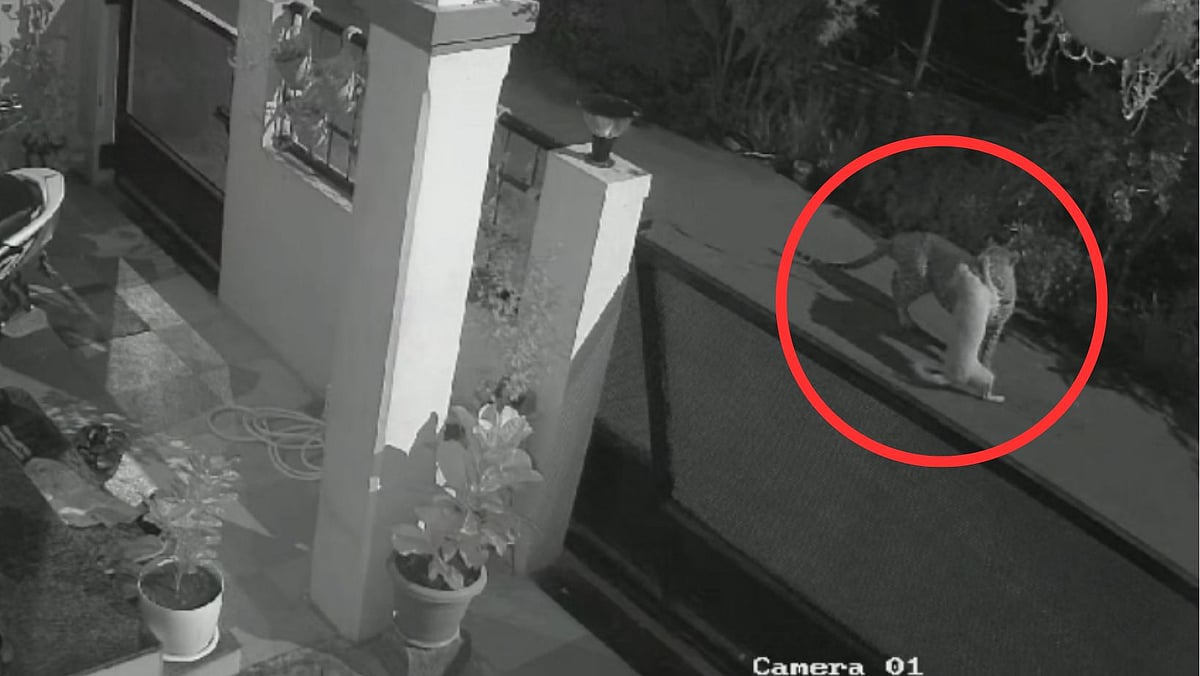 Leopard Attack: Puppy Killed in Nashik, Residents Alarmed (WATCH CCTV VIDEO) | Video Screengrab