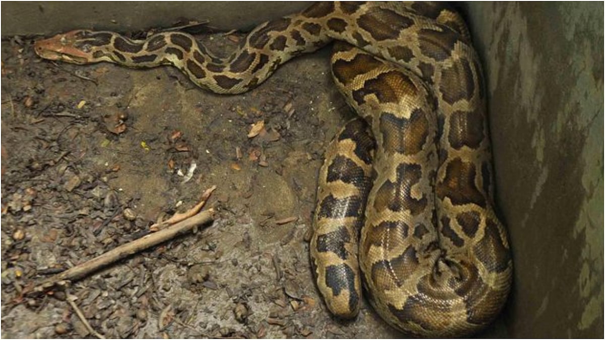 Kerala: Govt Compensates Farmer 2 Years After Protected Python Swallows Hens In Kasargod | X