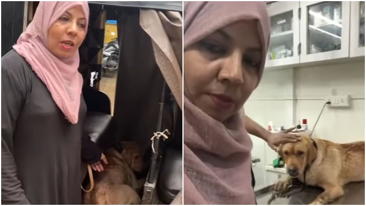 Thane: Dog That Fell On 4-Year-Old Girl In Mumbra Miraculously Survives; Locals Allege Foul Play In Fall | 