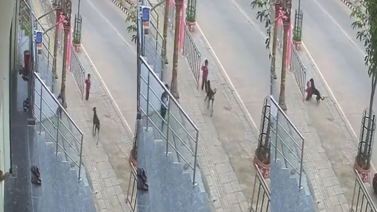 Telangana Shocker: Stray Dog Suddenly Attacks 18-Month-Old Child In ...