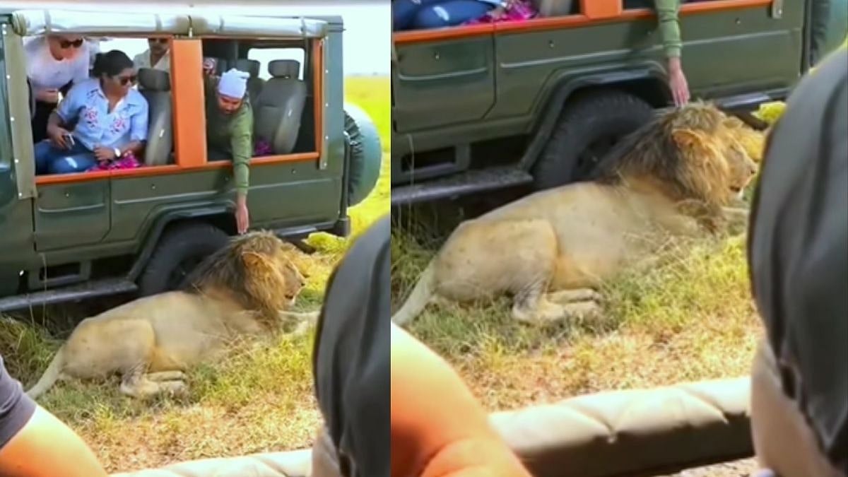 Tourist On Jungle Safari Touches Lion, Viral Video Records What Happened Later