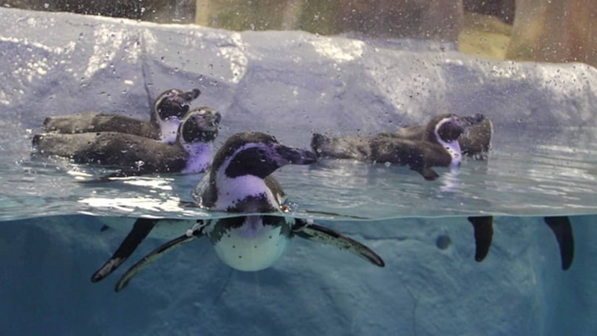 Penguins at Byculla Zoo | 