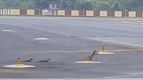 3 Mongooses 'Play' With Snake At Patna Airport | X