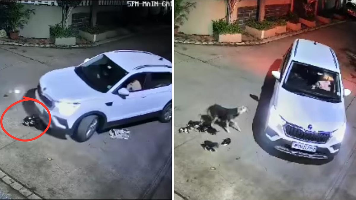 Caught On Cam: Two Puppies Killed After Car Runs Over Them While Reversing In Indore; Angered Netizens Demand Strict Action | 