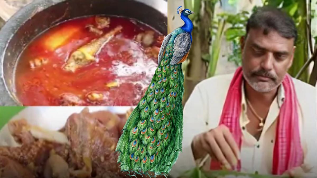 Traditional Peacock Curry Recipe | YOUTUBE