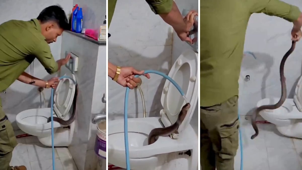 Indore Horror! Three Cobras Found Emerging From Toilet Seat In Gandhinagar; Two Rescued, One Still Missing (WATCH) | X