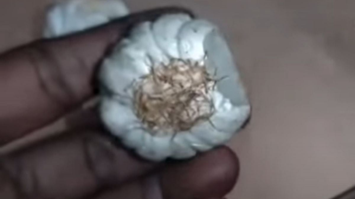 Fake garlic sold in Maharashtra | YouTube