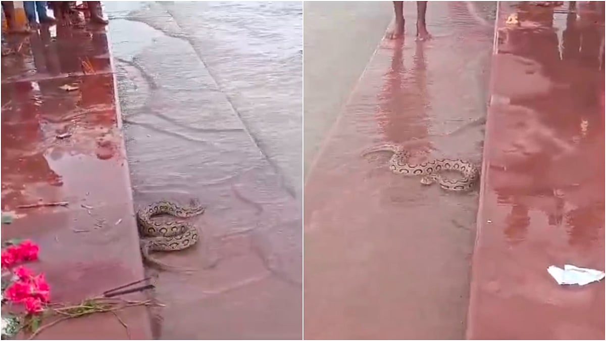 2 Highly Venomous Russell's Viper Snakes Appear At Ganga Ghat In Bihar's Bhagalpur | X