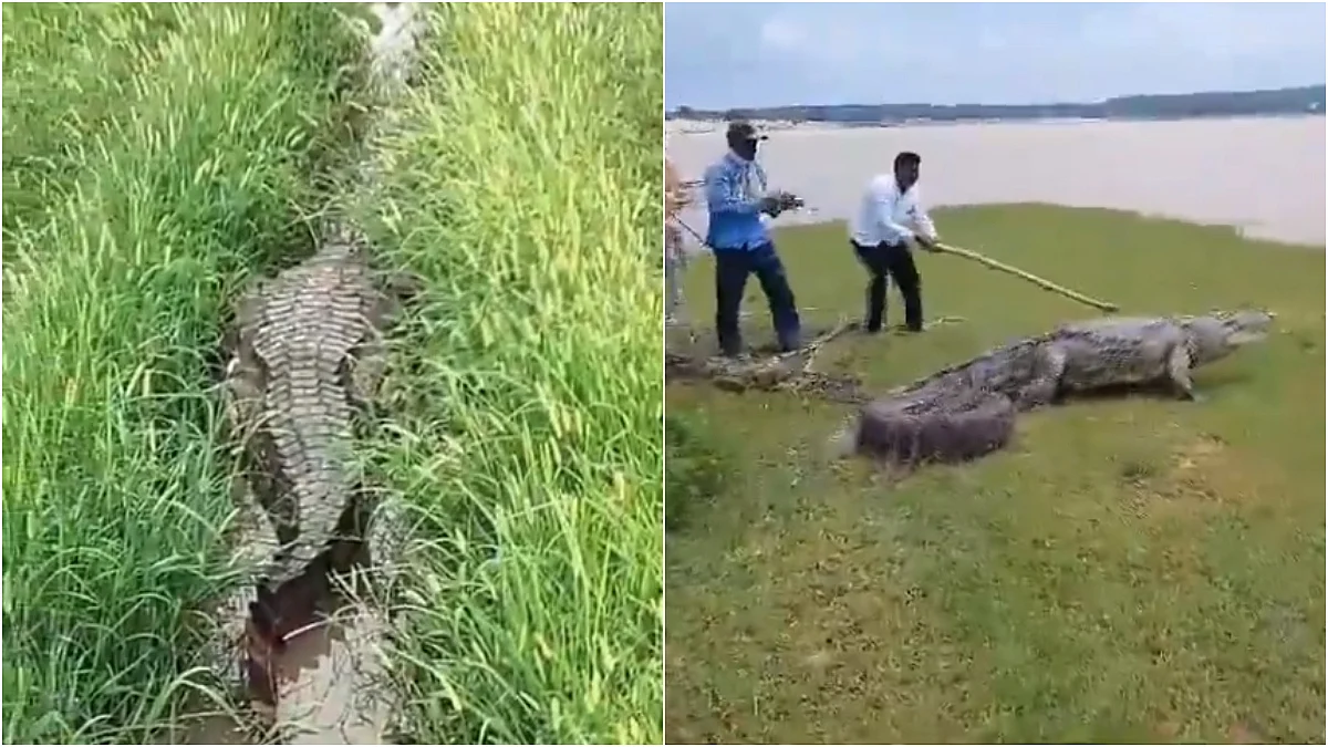 Farmers Panic After 12-Feet-Long Crocodile Spotted In Fields Near Residential Area In UP's Chandauli | X