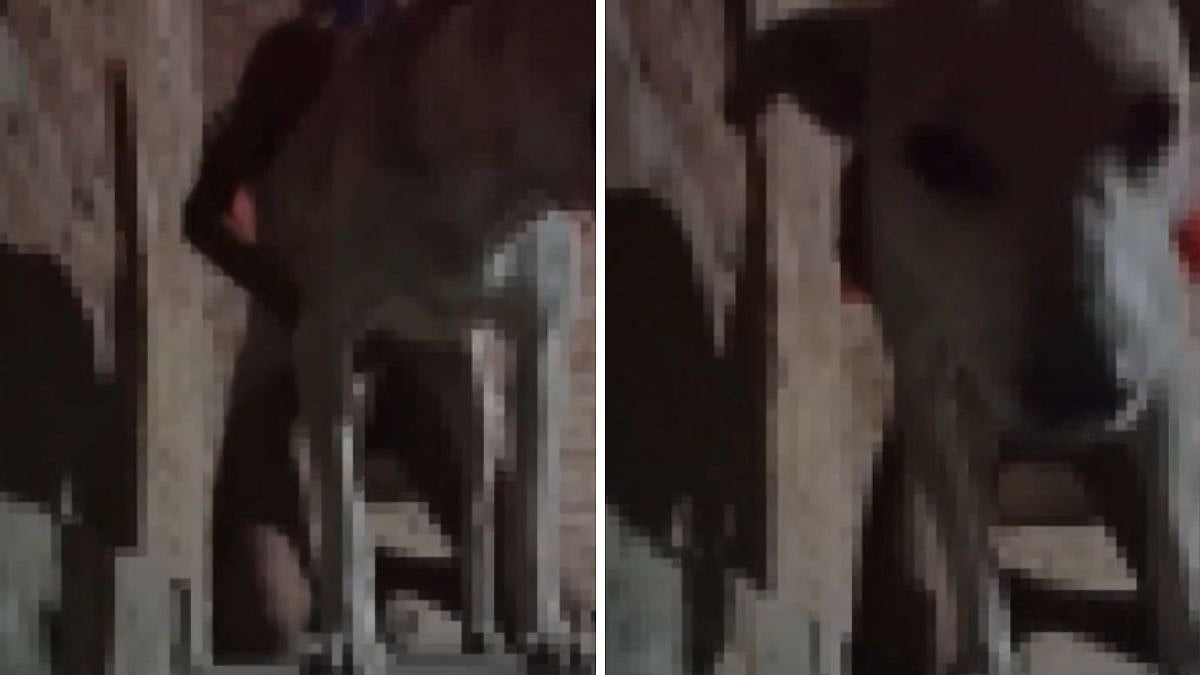 Disgusting! Pervert Caught On Cam Having S*x With Female Dog In Ghaziabad's Modinagar; Arrested After Video Goes Viral |