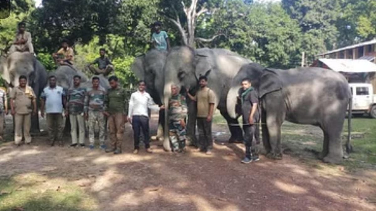 Many teams of forest workers and mahouts were deployed and they fanned out looking for the errant elephants, and drone cameras were flown over the forest cover | Biswajeet Banerjee