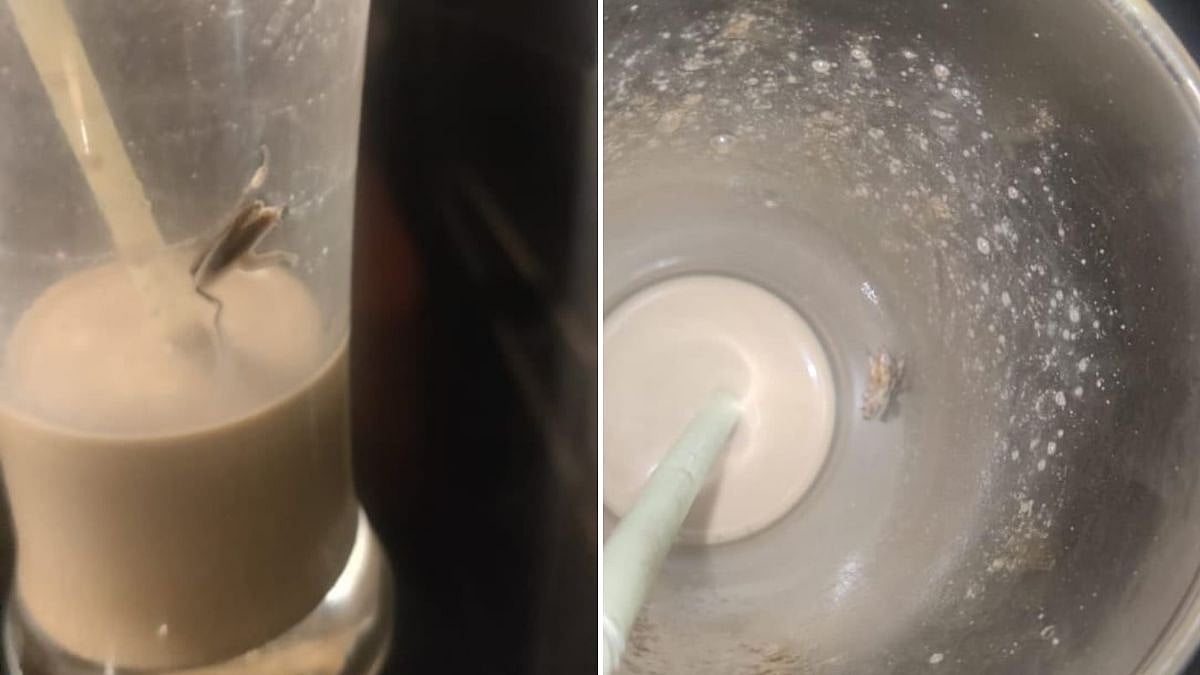 Mumbai: Customer Finds Cockroach In Cold Coffee At Hope & Shine Lounge Hotel, Malad Police File FIR Against Staff; VIDEO Surfaces | 