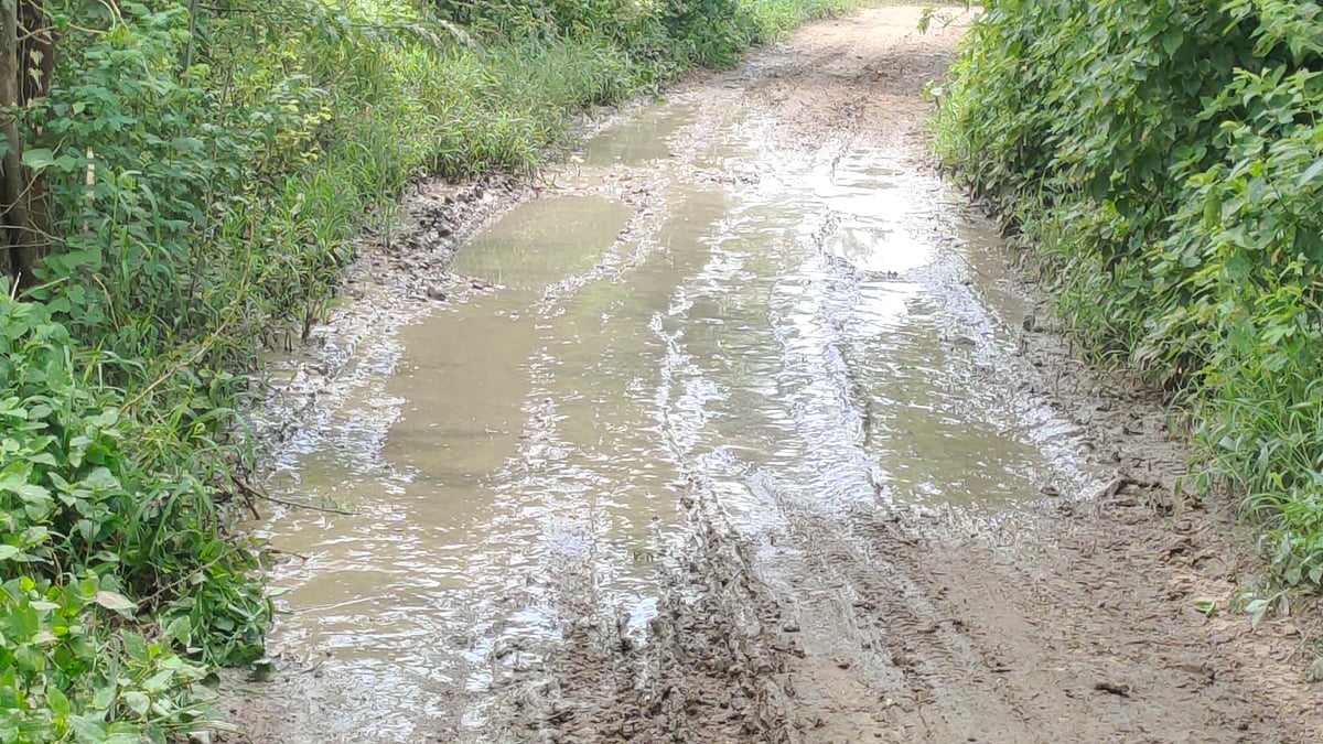 Madhya Pradesh: Students Cross Sludgy Road To Reach School In Morena | FP Photo 