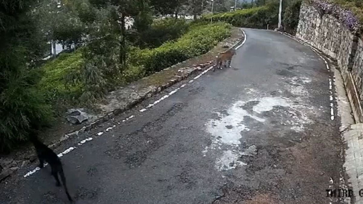 Industrialist Harsh Goenka Shares Rare Video Showing Leopard Spotted With 'Majestic' Black Panther Outside His Coonoor House | X