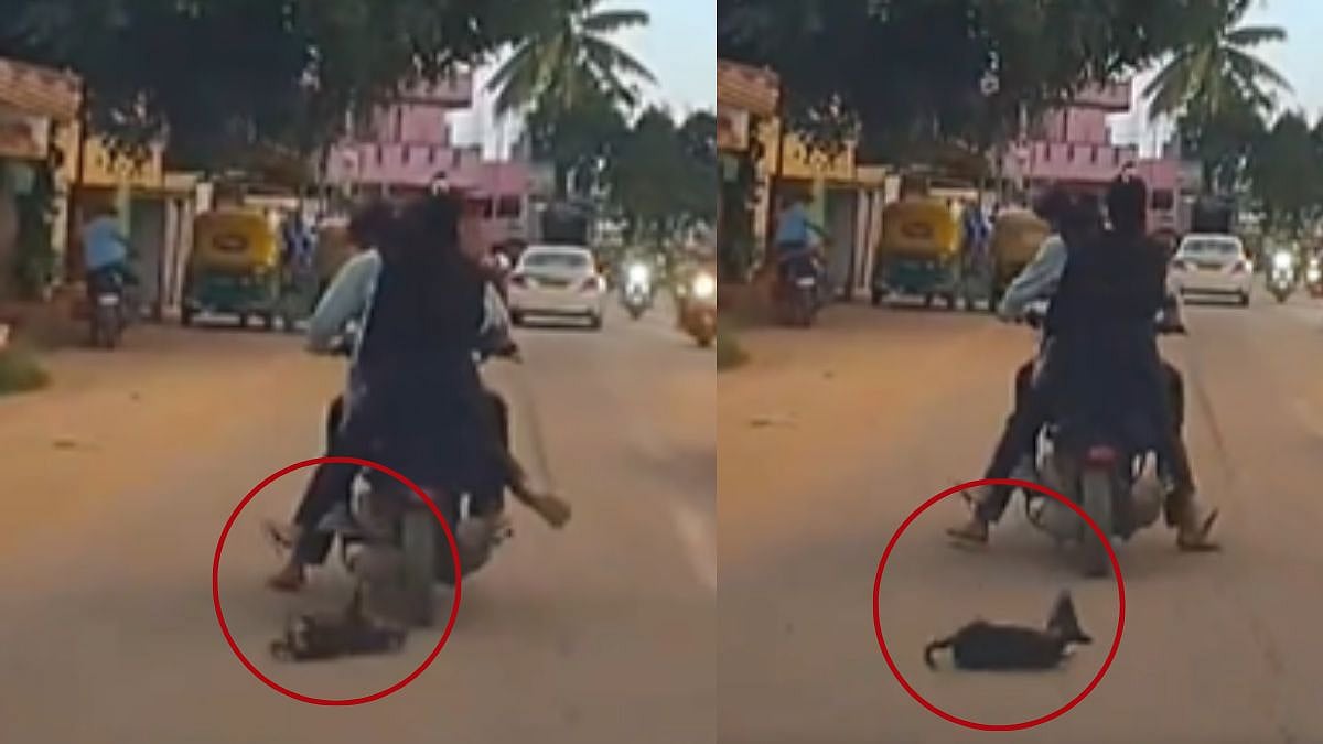 Disturbing Video Small Dog Crushed Under Wheels | X
