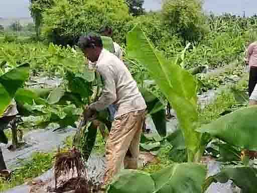 Farmers uprooting banana plants | FP Photo