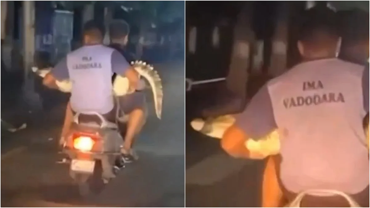 Brave Youths Take Crocodile For A Ride On Scooter After Rescue In Vadodara | X