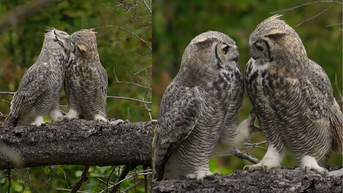 2 owls' heartwarming gesture shot on camera | Colton Lockridge