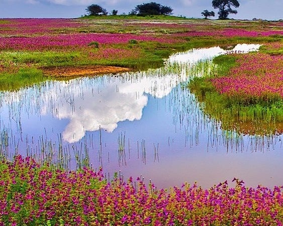 Kaas Plateau Ready for Blooming Season: Enhanced Tourism Facilities Ahead of September 5 Inauguration—Registration Details Inside | @aditya_twtx